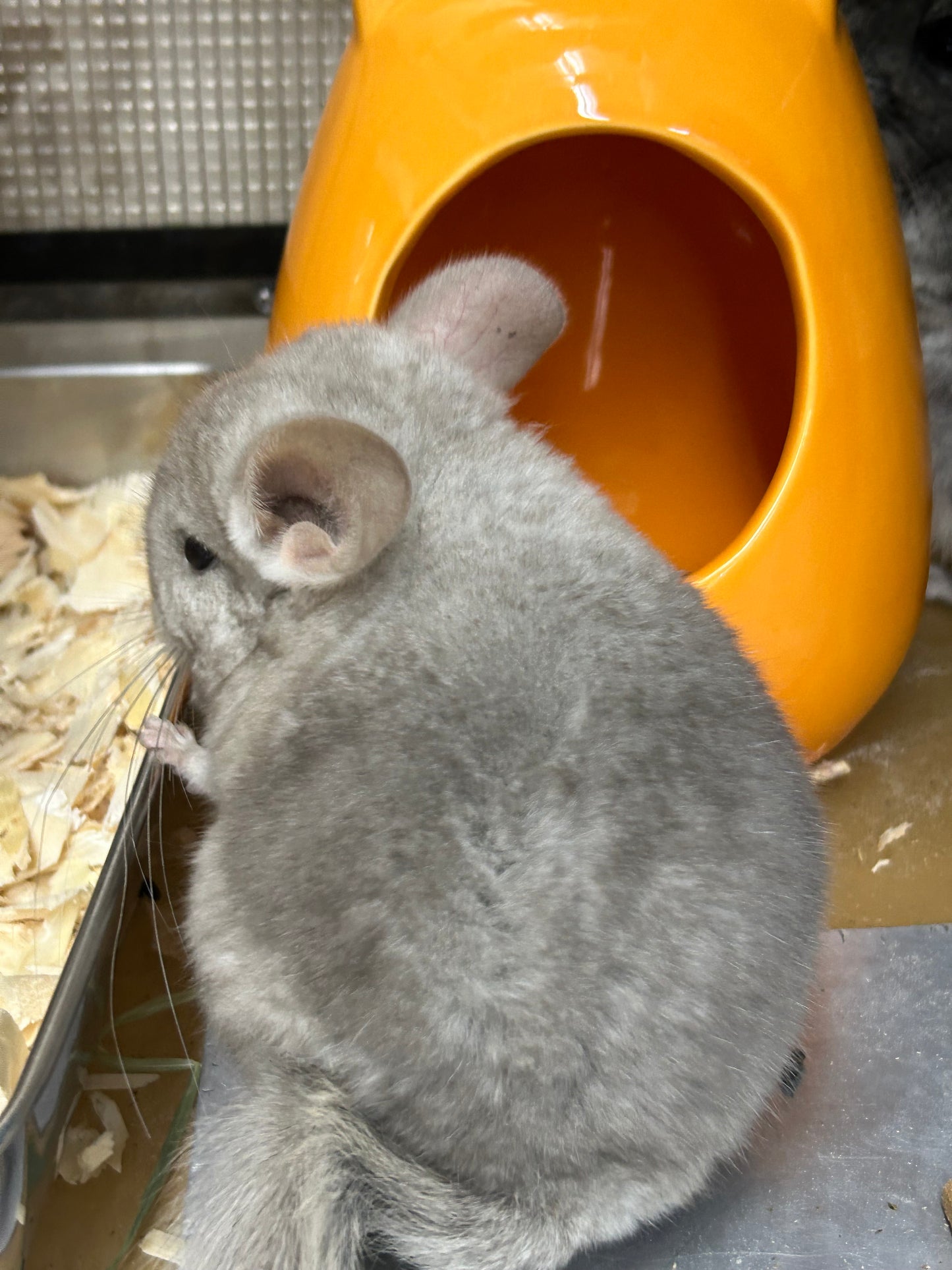 Chinchillas: P026 Beige Violet male chinchilla for sale (curled “rosette” tail n 2 missing fingers)curly potato super soft fur and chubby (USA lineage)