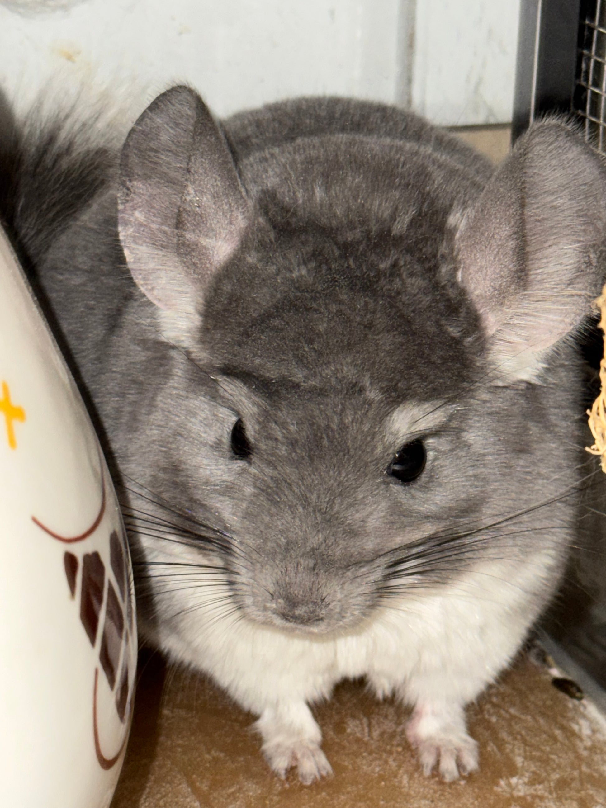 Chinchilla Deals Stores That Sell Chinchillas Pet Stores Near Me