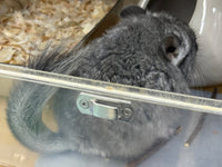 Chinchillas: R021 Standard RPA female chinchilla for sale from big sized angora parents