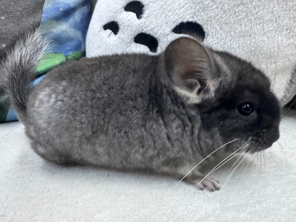 Chinchillas: S019 Black Velvet male chinchilla for sale (USA lineage)