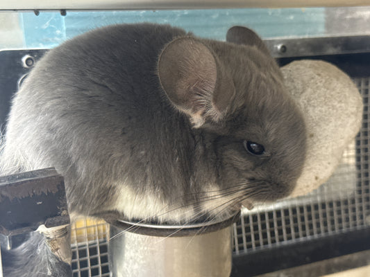 Chinchillas: R039 TOV Violet male chinchilla for sale (Brevi face) (USA lineage)