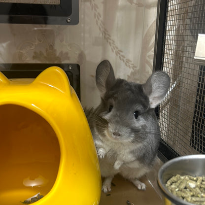 Chinchillas: P15 Violet female chinchilla for sale🥇 1st Place Ribbon - WA 2023 🥇