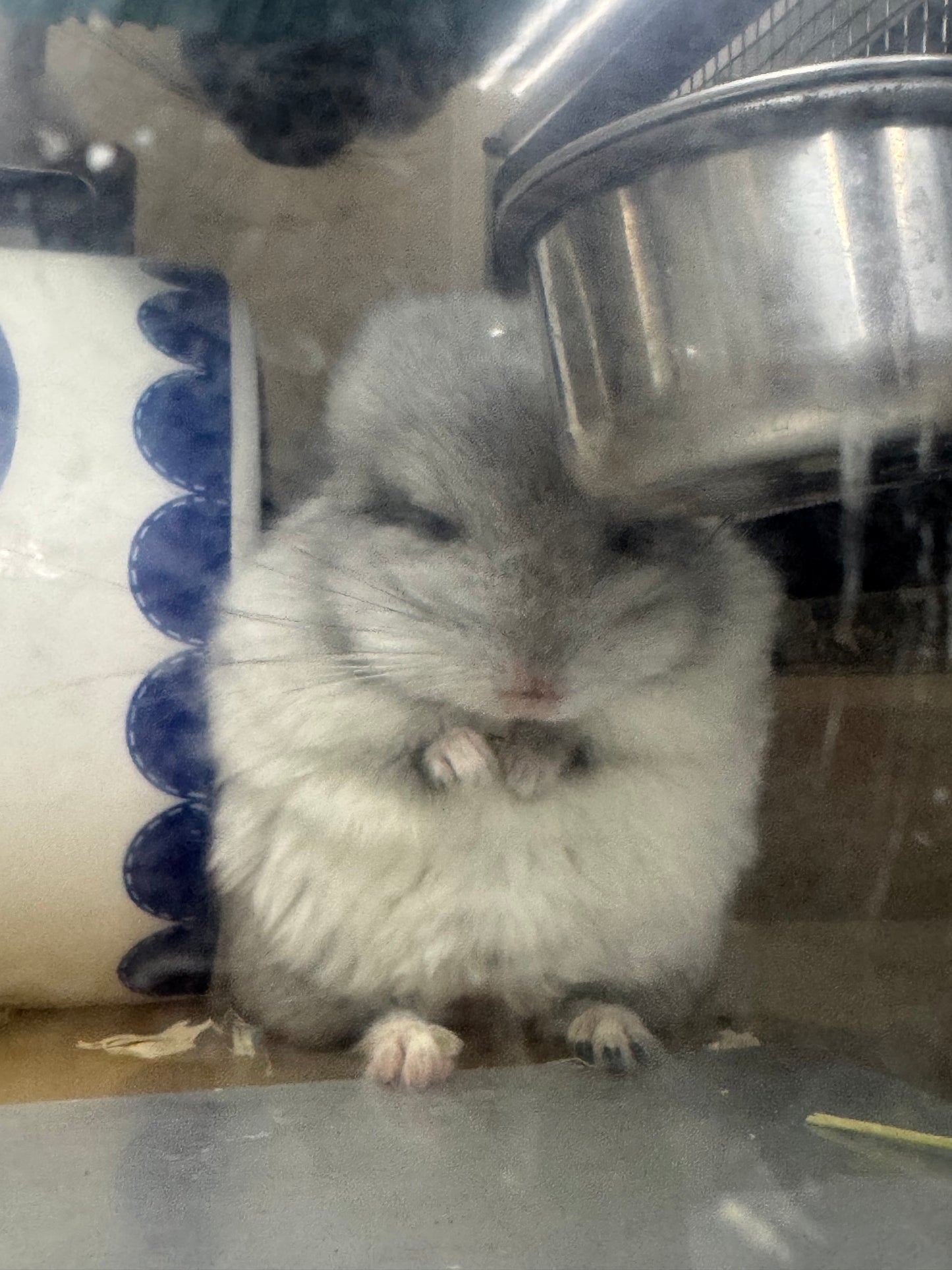 Chinchillas: S026 Mosaic RPA (angora) male chinchilla for sale (USA CCCU lineage)