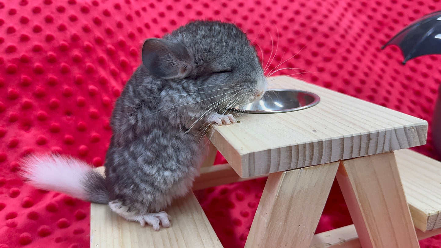 Chinchillas: T006 Mosaic male chinchilla for sale (USA Master Breeder’s lineage)