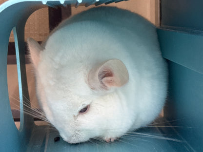 Chinchillas: P022 Pink White male chinchilla for sale big size thick fur (Master Shifu) (USA lineage)