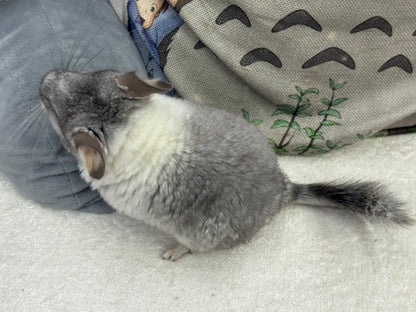 Chinchillas: T013 Extreme Mosaic female chinchilla for sale (USA Master Breeder’s lineage)