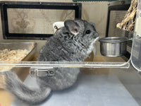 Chinchillas: R021 Standard RPA female chinchilla for sale from big sized angora parents