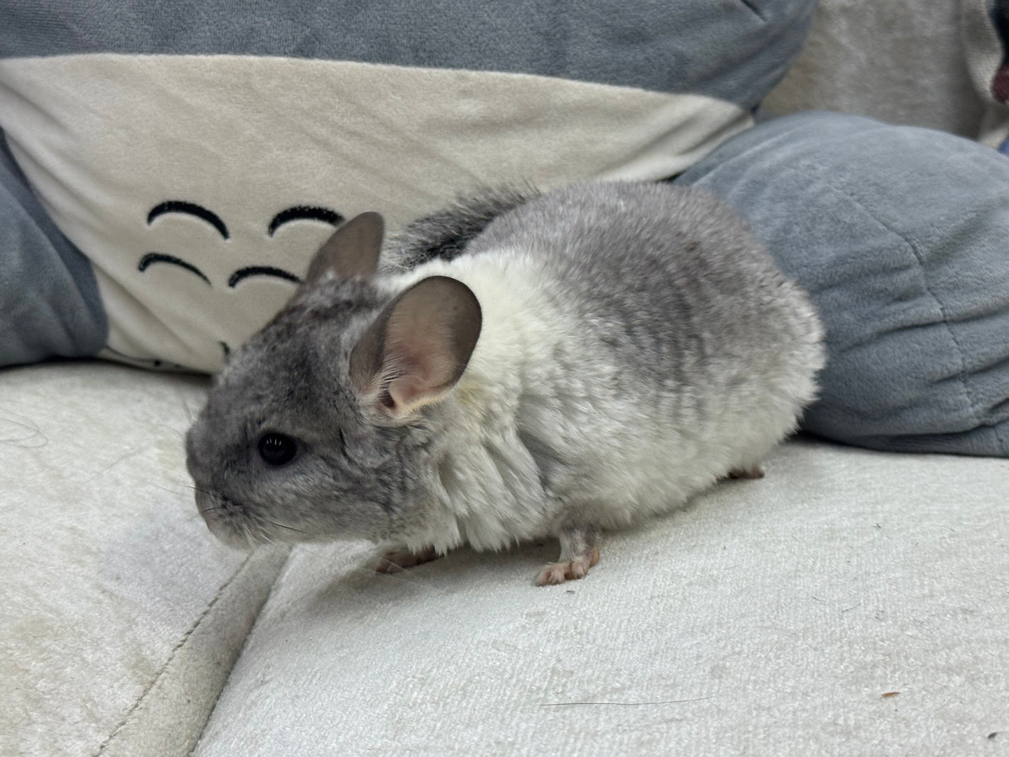 Chinchillas: T013 Extreme Mosaic female chinchilla for sale (USA Master Breeder’s lineage)