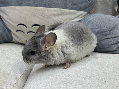 Chinchillas: T013 Extreme Mosaic female chinchilla for sale (USA Master Breeder’s lineage)