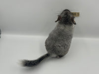 Chinchillas: R019 Silver Mosaic female chinchilla for sale daughter of Reserve grand show champ 2022