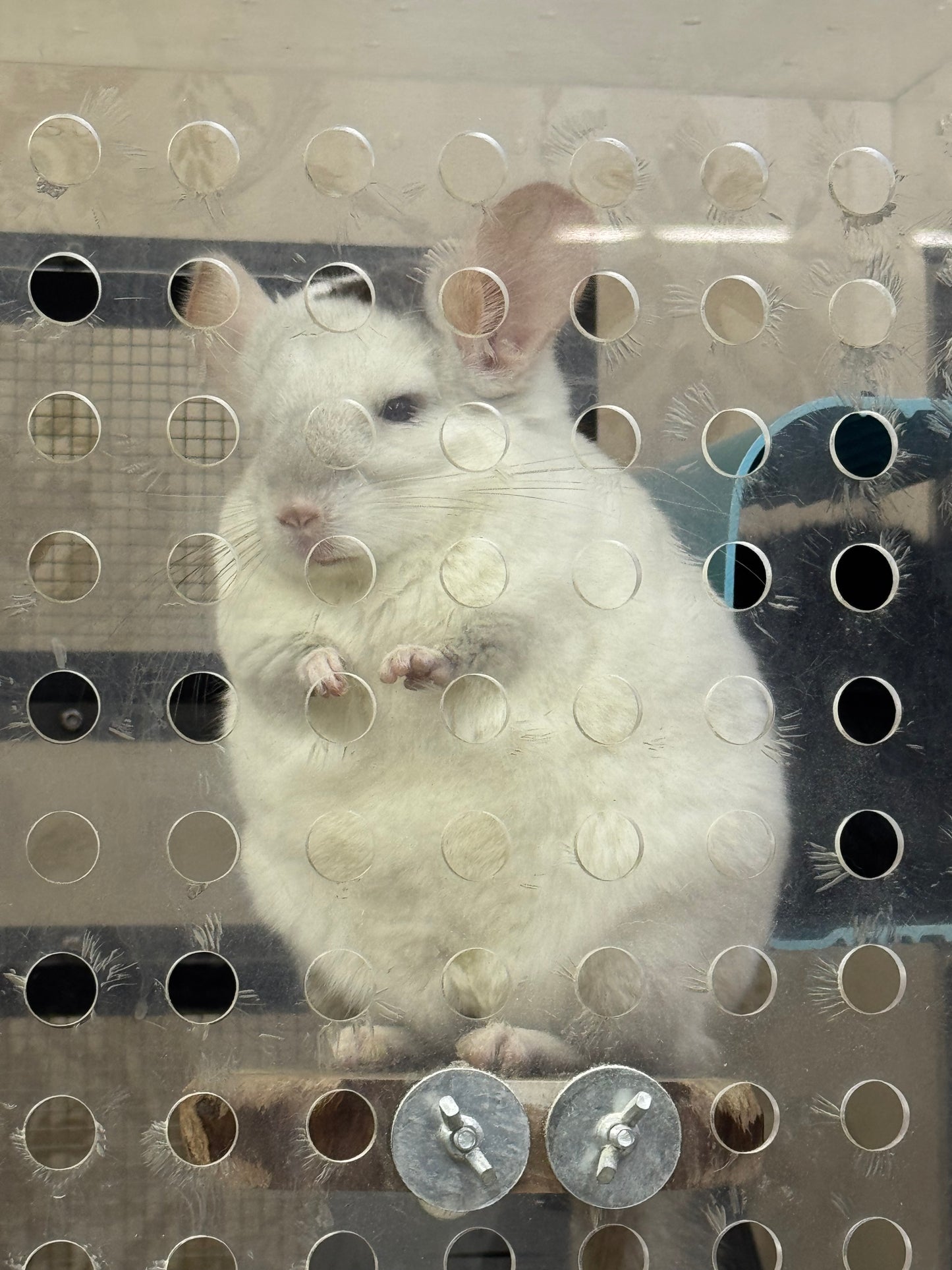 Chinchillas: R176 Extreme Pink White male chinchilla for sale
