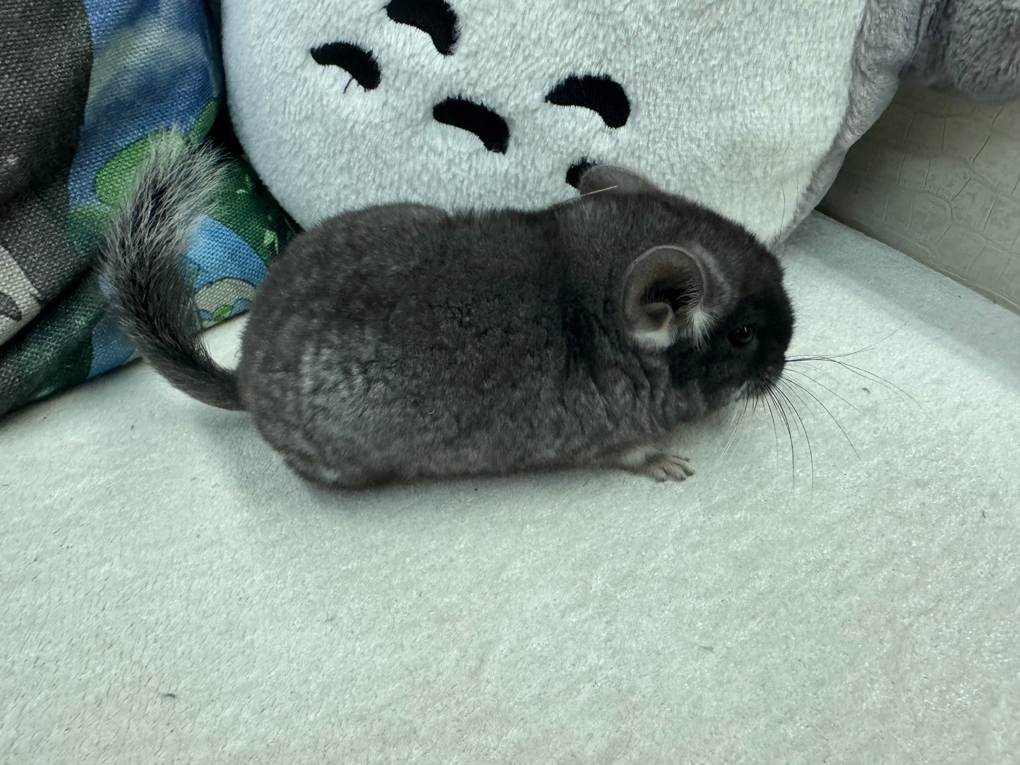 Chinchillas: S019 Black Velvet male chinchilla for sale (USA lineage)