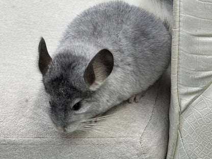 Chinchillas: T006 Mosaic male chinchilla for sale (USA Master Breeder’s lineage)