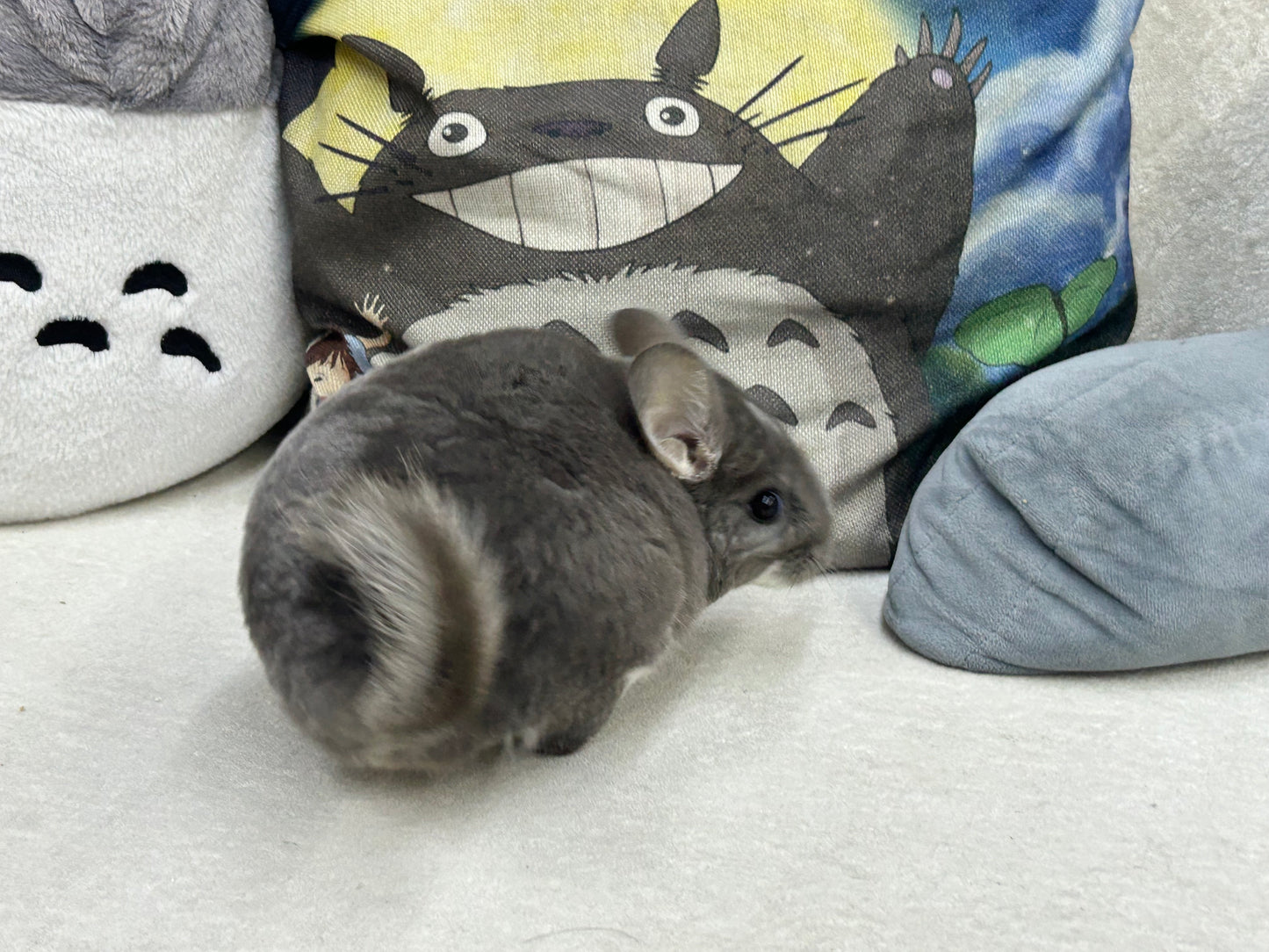 Chinchillas: P15 Violet female chinchilla for sale🥇 1st Place Ribbon - WA 2023 🥇