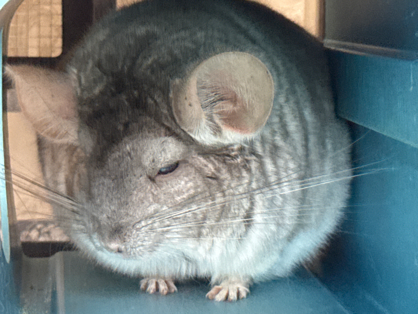 Chinchillas: N503 Dark Beige female chinchilla for sale with Section Champion ribbon