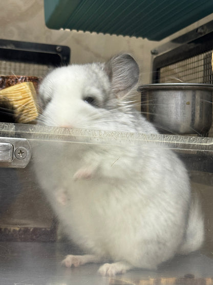 Chinchillas: R037 Mosaic RPA (Angora) male chinchilla for sale (CCCU USA lineage)