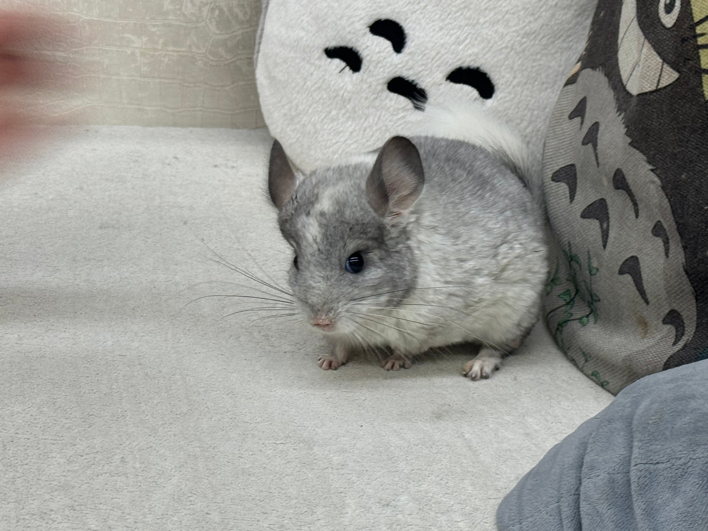 Chinchillas: R029 Mosaic (beautiful markings) male chinchilla for sale (USA lineage)