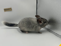 Chinchillas: R019 Silver Mosaic female chinchilla for sale daughter of Reserve grand show champ 2022