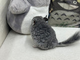 Chinchillas: R021 Standard RPA female chinchilla for sale from big sized angora parents