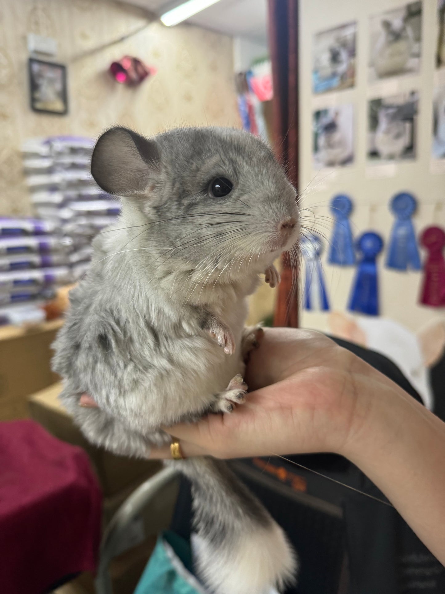 Chinchillas: R029 Mosaic (beautiful markings) male chinchilla for sale (USA lineage)