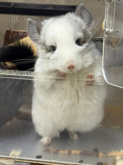 Chinchillas: R037 Mosaic RPA (Angora) male chinchilla for sale (CCCU USA lineage)