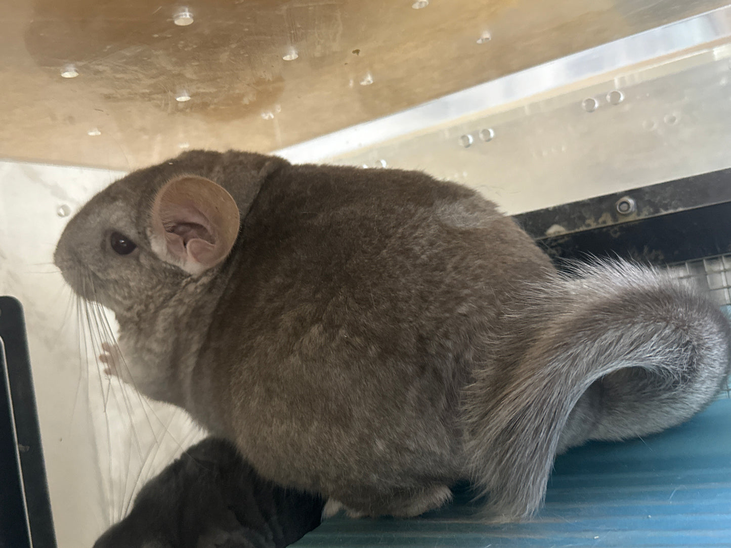 Chinchillas: R005 Beige female chinchilla for sale (USA lineage)