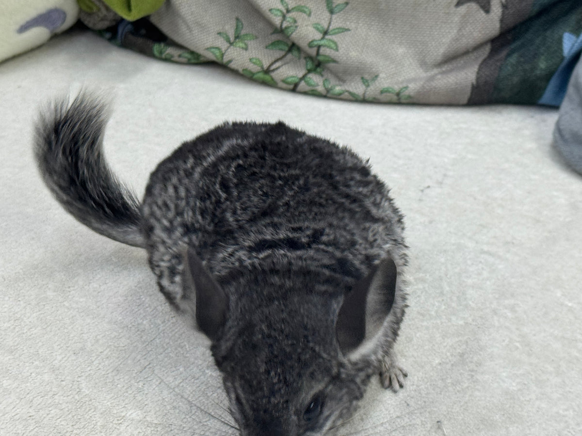Chinchillas: T022 Standard male chinchilla for sale (USA Master Breeder’s lineage)