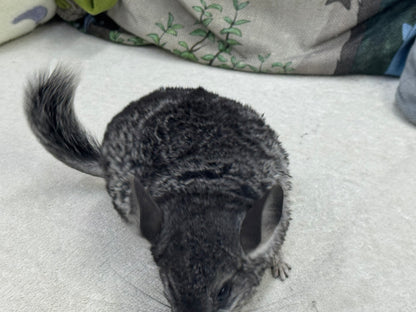 Chinchillas: T022 Standard male chinchilla for sale (USA Master Breeder’s lineage)