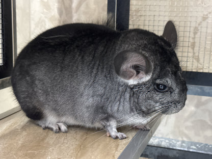 Chinchillas: R042 Standard male chinchilla for sale (USA lineage) $2000