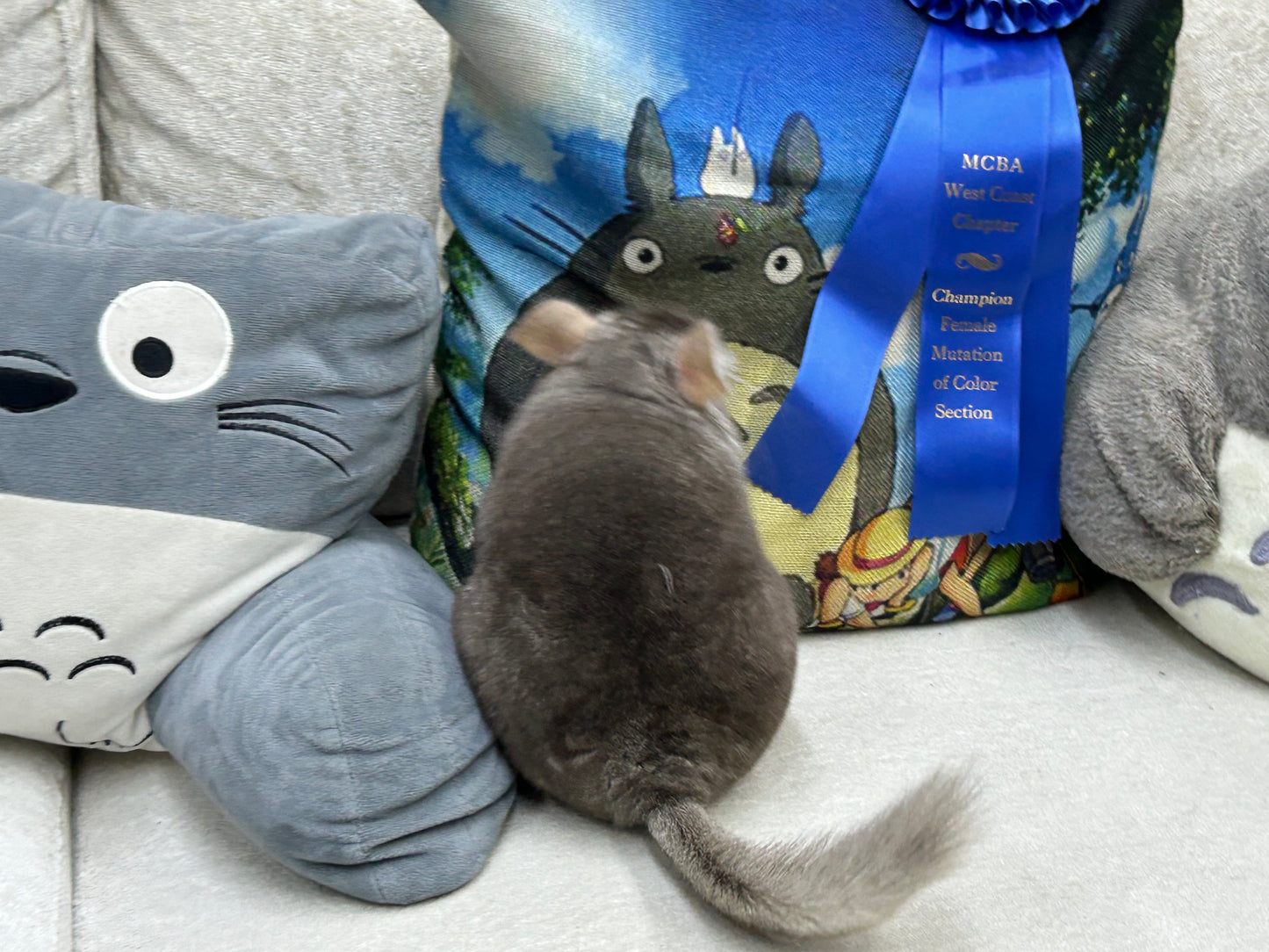 Chinchillas: N503 Dark Beige female chinchilla for sale with Section Champion ribbon