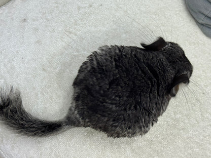 Chinchillas: T014 Standard female chinchilla for sale (Master Breeder’s USA lineage)