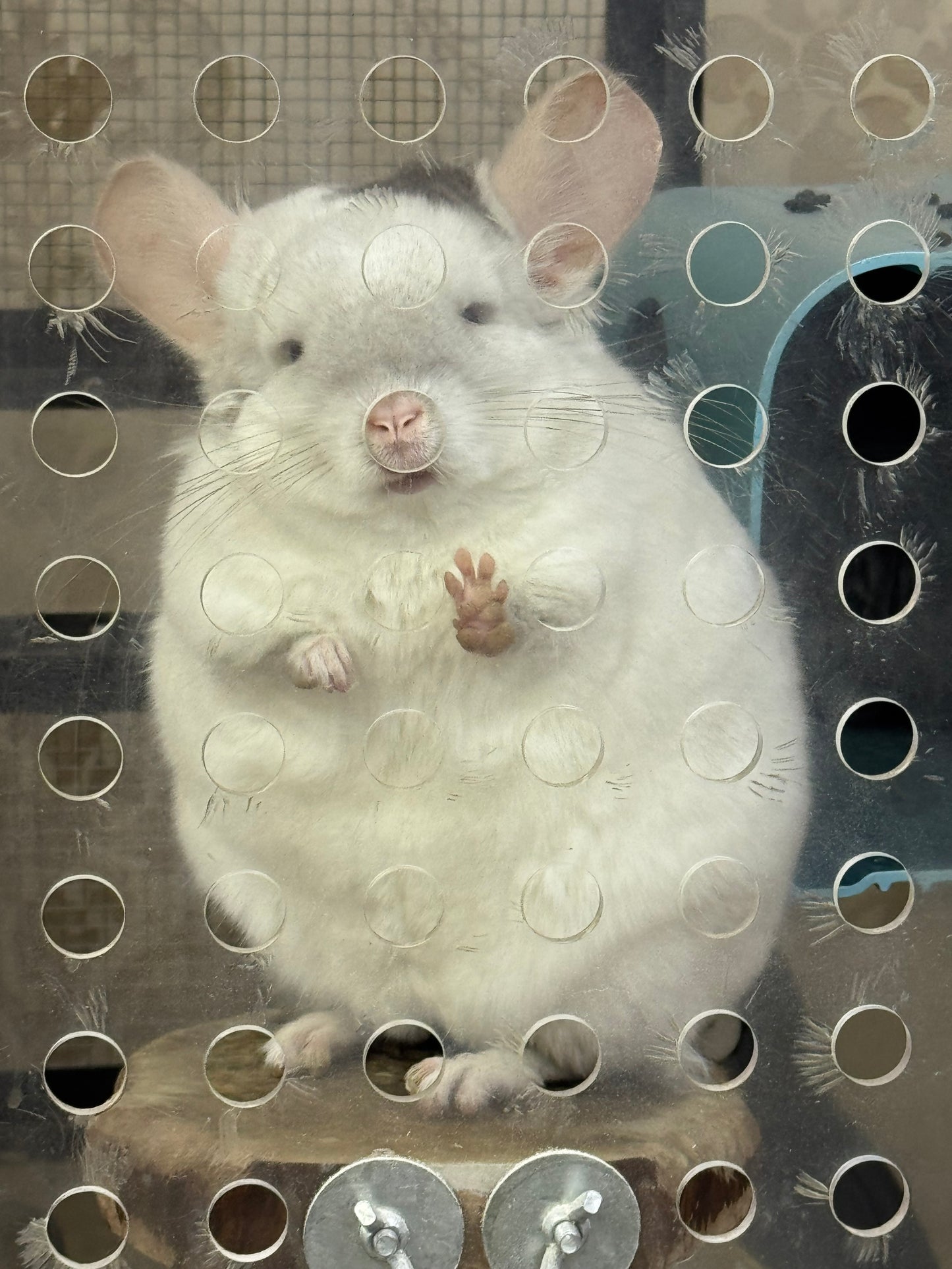 Chinchillas: R176 Extreme Pink White male chinchilla for sale
