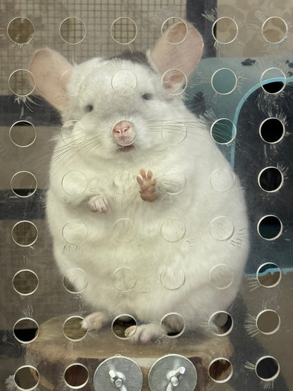 Chinchillas: R176 Extreme Pink White male chinchilla for sale