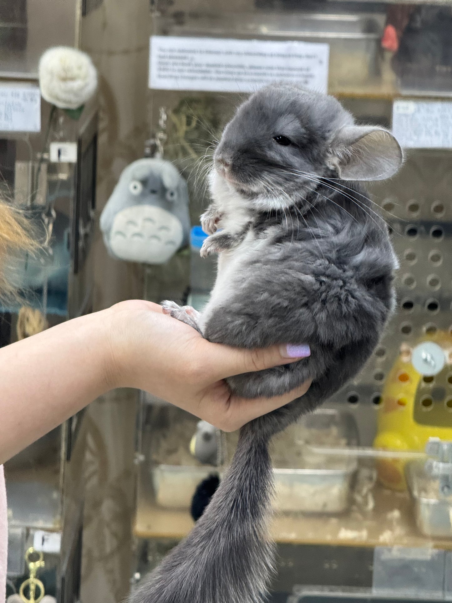 Chinchillas: R040 TOV Violet male chinchilla for sale (Brevi face) (USA lineage)