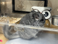 Chinchillas: R021 Standard RPA female chinchilla for sale from big sized angora parents