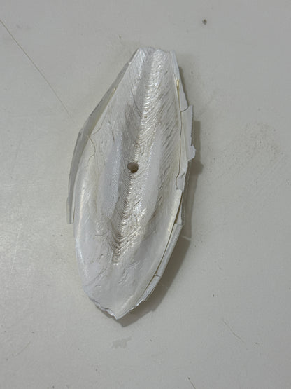 Cuttlebone for calcium