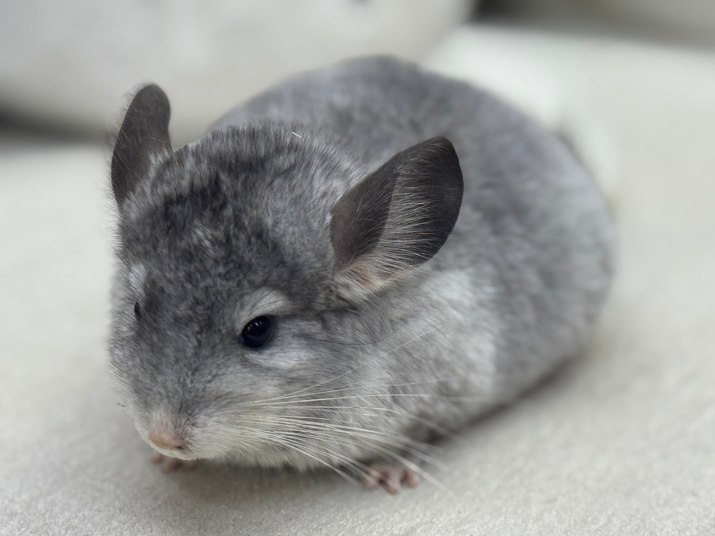 Chinchillas: T006 Mosaic male chinchilla for sale (USA Master Breeder’s lineage)