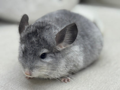 Chinchillas: T006 Mosaic male chinchilla for sale (USA Master Breeder’s lineage)