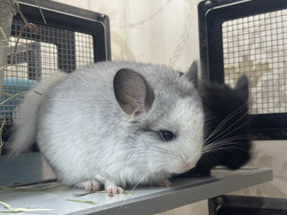 Chinchillas: R037 Mosaic RPA (Angora) male chinchilla for sale (CCCU USA lineage)