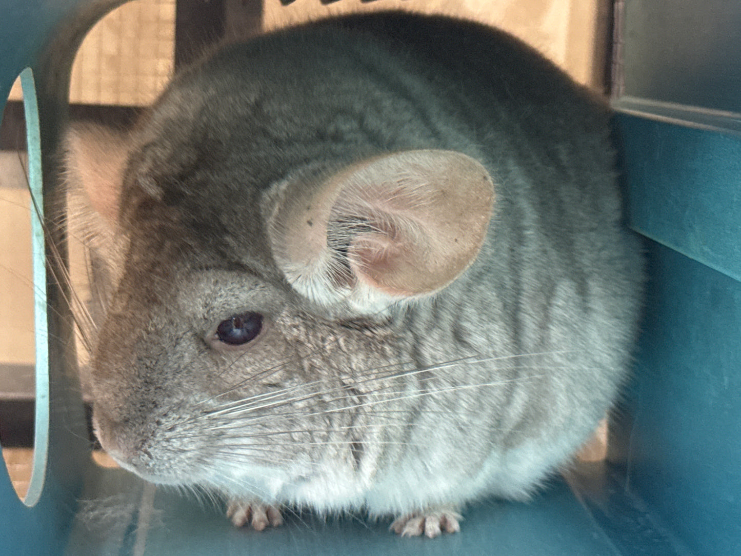 Chinchillas: N503 Dark Beige female chinchilla for sale with Section Champion ribbon