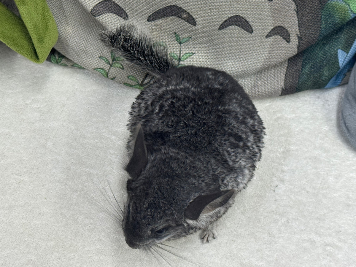 Chinchillas: T022 Standard male chinchilla for sale (USA Master Breeder’s lineage)