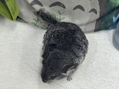 Chinchillas: T022 Standard male chinchilla for sale (USA Master Breeder’s lineage)