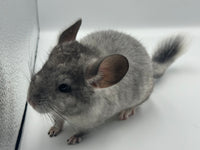 Chinchillas: R019 Silver Mosaic female chinchilla for sale daughter of Reserve grand show champ 2022