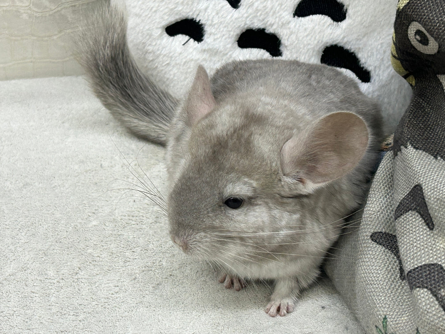 Chinchillas: R005 Beige female chinchilla for sale (USA lineage)