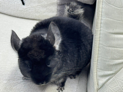 Chinchillas: T007 Black Velvet male chinchilla for sale (USA Master Breeder’s lineage)