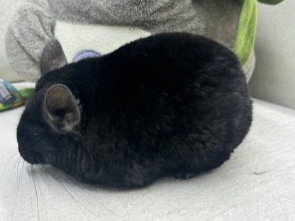 Chinchillas: P5 Dark Ebony female chinchilla for sale (USA lineage)