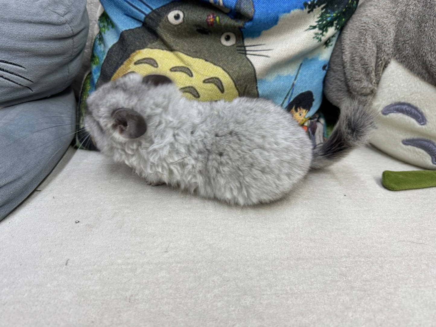 Chinchillas: R045 Mosaic RPA (angora) female chinchilla for sale (USA CCCU lineage)