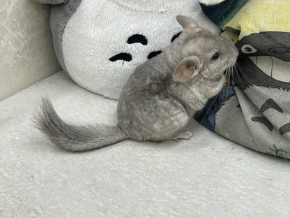 Chinchillas: R005 Beige female chinchilla for sale (USA lineage)