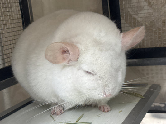 Chinchillas: P022 Pink White male chinchilla for sale big size thick fur (Master Shifu) (USA lineage)