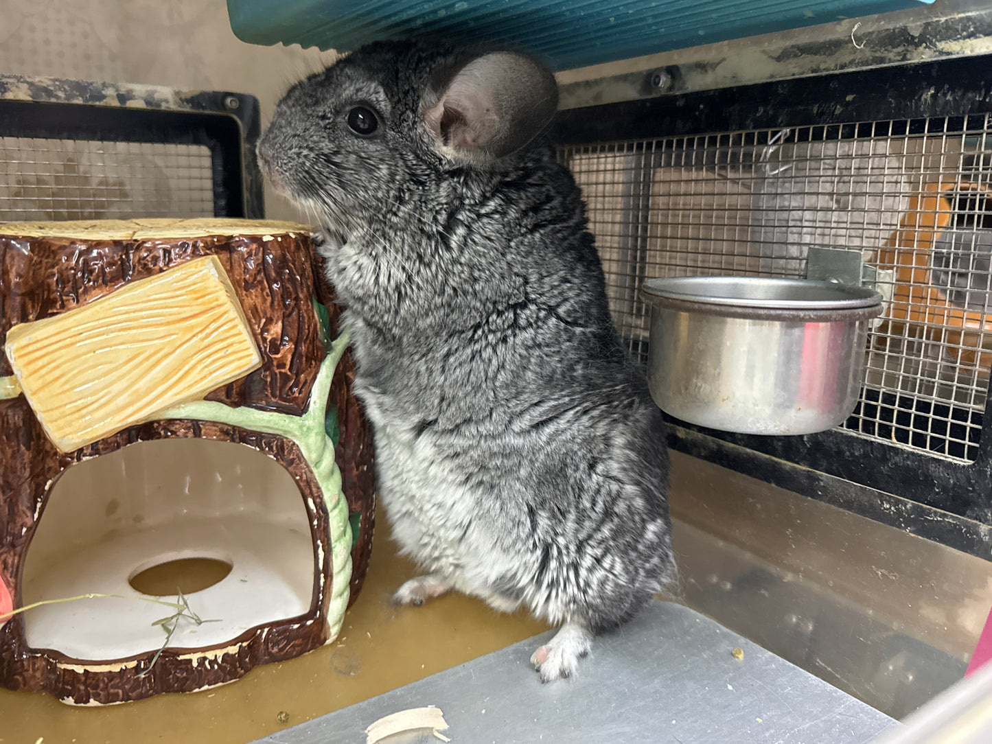 Chinchillas: R21
🏆Res Class Champion🏆 Standard female chinchilla for sale